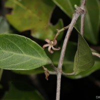 Toxocarpus kleinii Wight & Arn.